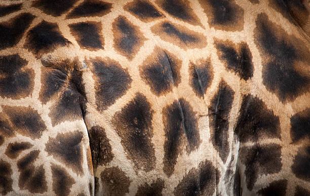 istock Rothschild's giraffe at Zoo 520604415