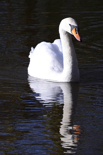 istock Majestic Swan 520605235
