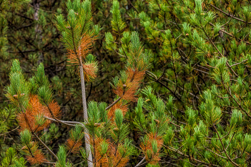 pine tree at autumn