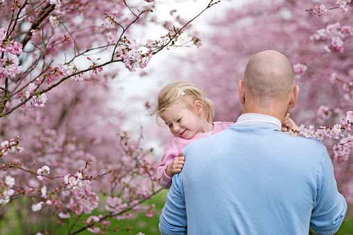 Father and daughter walking among cherry blossom trees