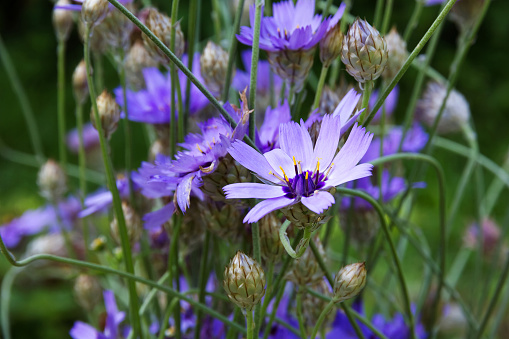 Blue flowers of Cupid's-dart (Catananche). Family Compositae.
