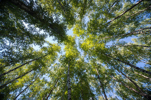 istock Looking up in Forest - Green Tree branches nature abstract 520609534