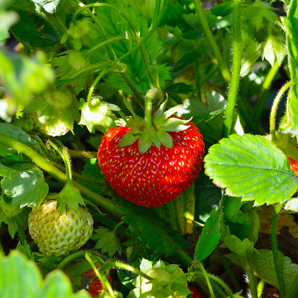 istock ripe strawberries in the garden 520609668