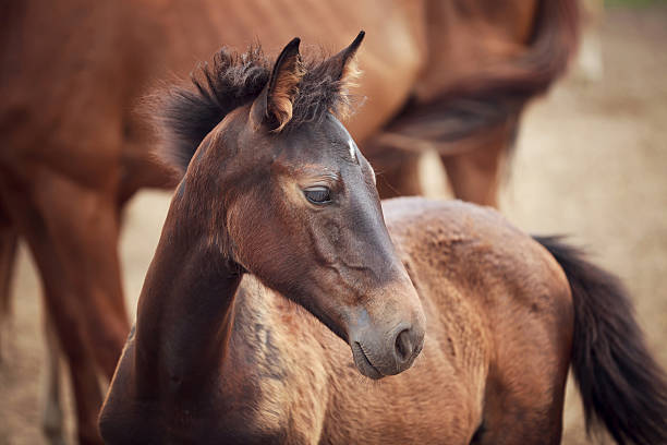istock Foal near its mother 520610460
