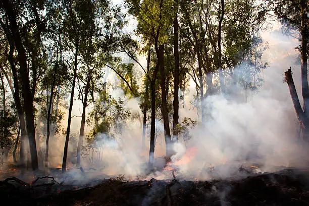 Photo of Controlled Fire Burn