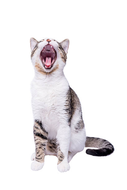 istock Cute shorthair cat yawning and sitting on white background 520611166