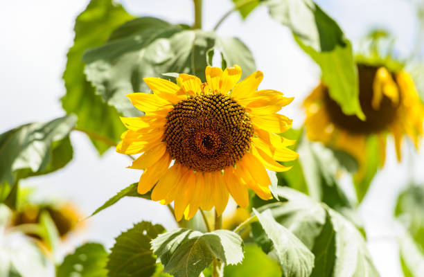 Sunflower in a field stock photo