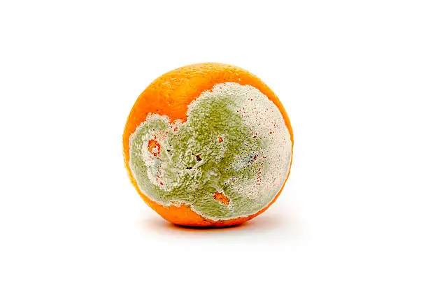 Photo of rotten and moldy orange