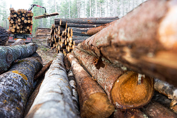 stack of timber stock photo