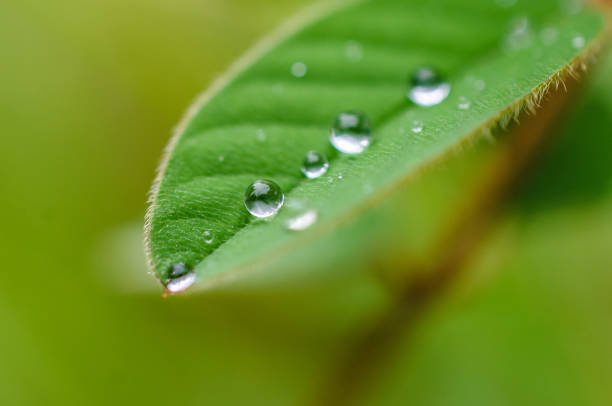 Raindrops on leaf stock photo