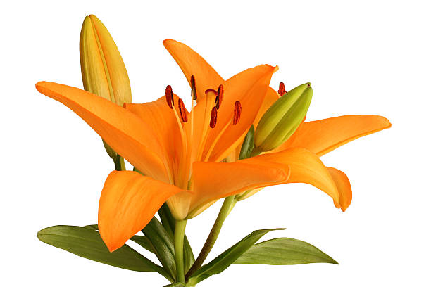 istock Orange day lily flower isolated on white background 520614822