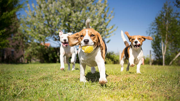 grupo de perros jugando en el parque - beagle dog purebred dog pets fotografías e imágenes de stock
