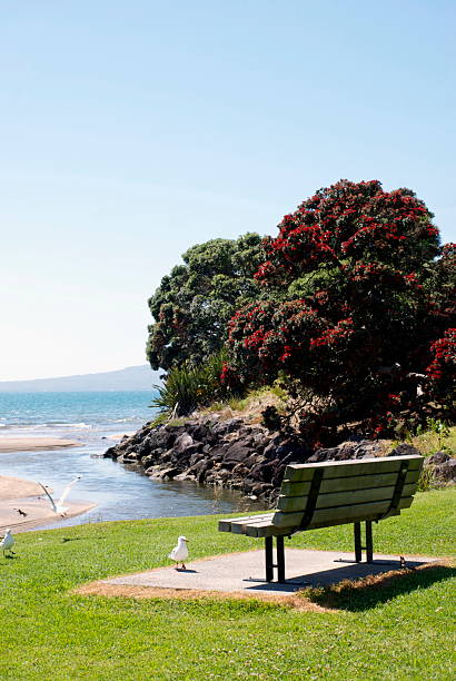 istock New Zealand Summer Seat Background 520616876