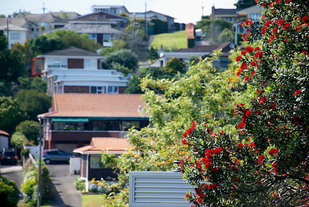 A native New Zealand Pohutakawa tree in bloom in the foreground. In the background out of focus you can glimpse urban style houses.