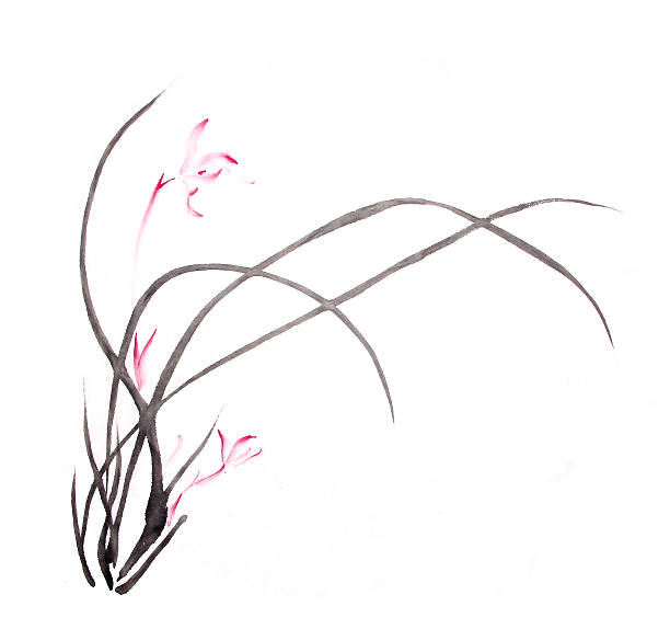 ink orchid drawing vector art illustration