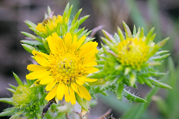 istock flower of tarweed or spikeweed, Centromadia pungens 520617880