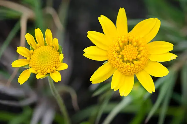 Flowers of Contra Costa goldfields, Lasthenia conjugens, an endangered species growing at the edge of vernal pools. Fremont, California, United States.