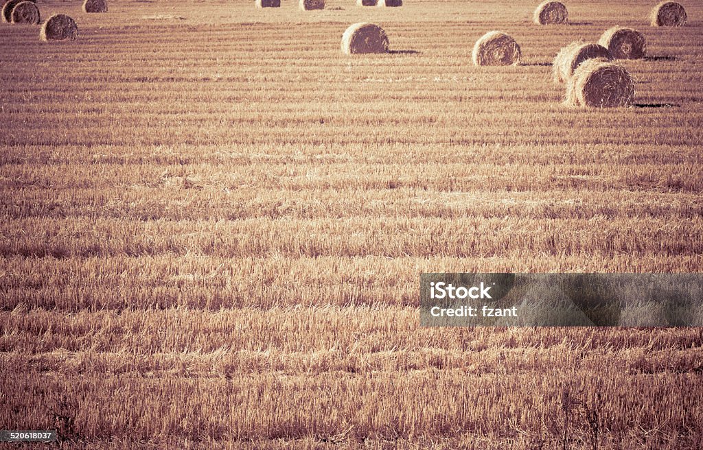 There Are Bales Landscape with haystacks Agricultural Field Stock Photo