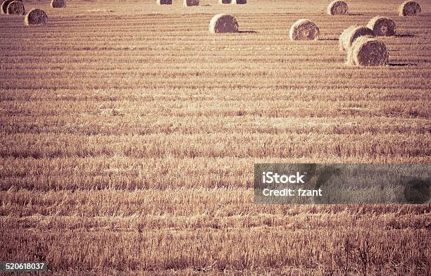There Are Bales Stock Photo - Download Image Now - Agricultural Field, Agriculture, Autumn
