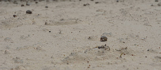 cangrejo ermitaño - land hermit crab fotografías e imágenes de stock