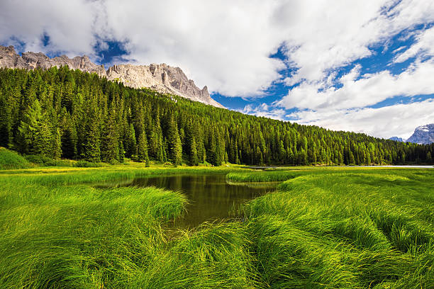 Lake Misurina with grass surrounded by conifer forest in Dolomites stock photo