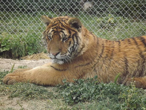 tigre de bengala - depredador photos et images de collection