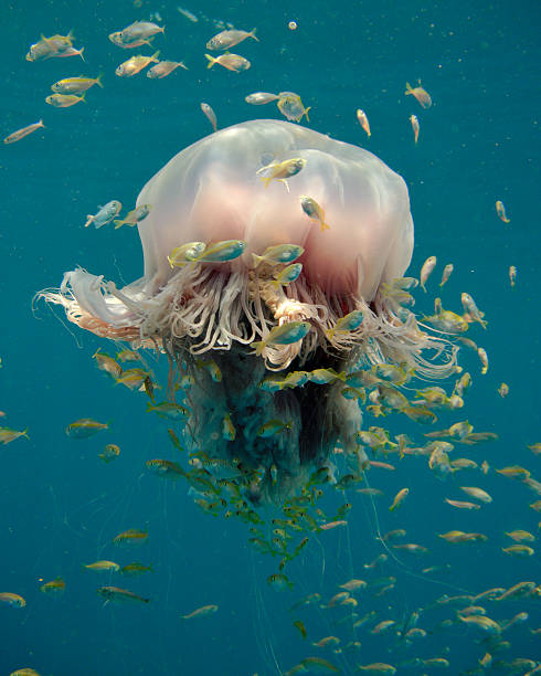 istock Large tropical jellyfish hosting a school of juvenile fish 520618898