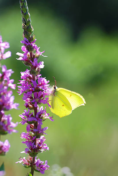 common brimstone butterfly resting on purple loosestrife - citronfjäril bildbanksfoton och bilder