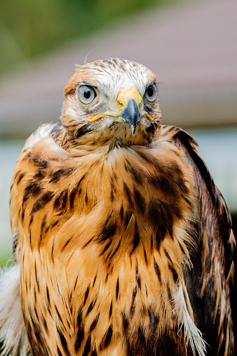 Prairie falcon portrait