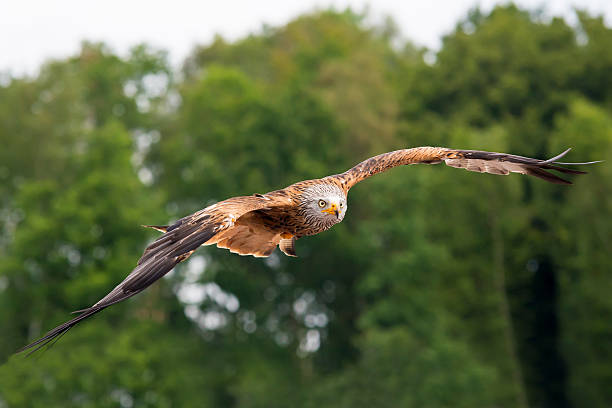 falco biarmicus - lanner falcon - fotografias e filmes do acervo