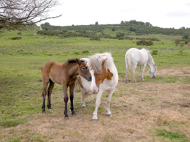 istock playful wild bay new forest foal nuzzles filly bites back 520619650