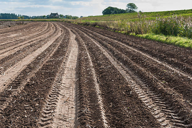 istock Potato field after harvesting 520620485
