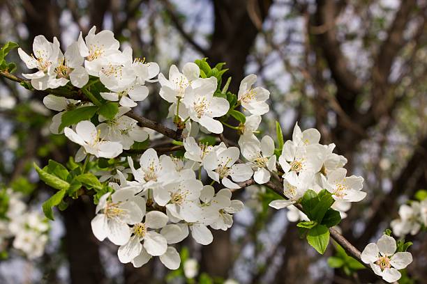 istock Many small flowers and buds with green leaves 520620572