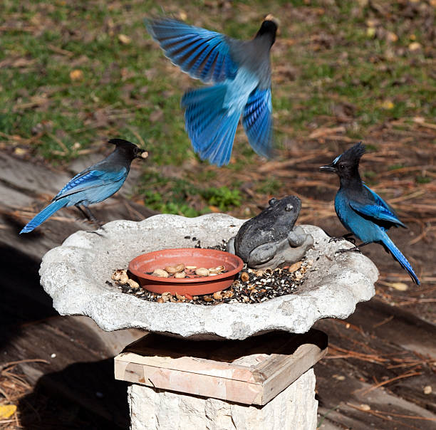 istock Stellers Jays Peanut Frenzy 520621109