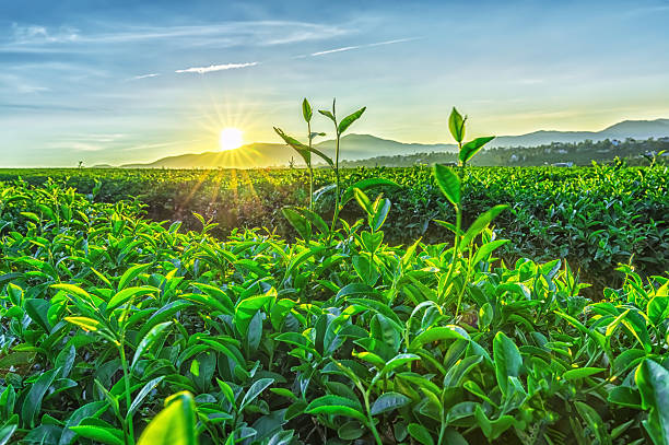 Sunny early on tea plantation stock photo