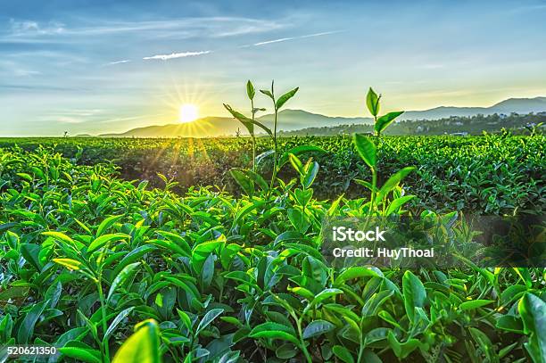 Sunny Early On Tea Plantation Stock Photo - Download Image Now - Tea Crop, Tea - Hot Drink, Plantation