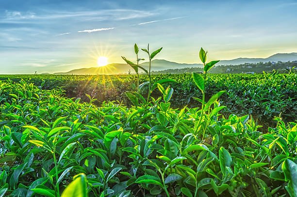 słoneczny wcześnie na plantacji herbaty - picking crop harvesting scenics zdjęcia i obrazy z banku zdjęć