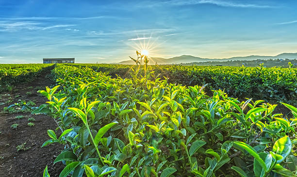 istock Sun rays early tea plantation 520621360