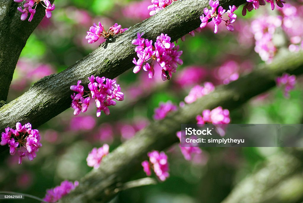 Eastern redbud Cercis canadensis (eastern redbud) tree at spring with pink flowers Beauty In Nature Stock Photo