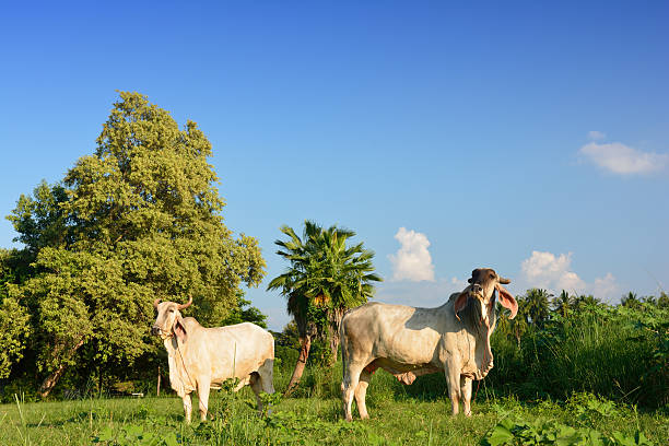 istock cows and field of fresh grass 520621525