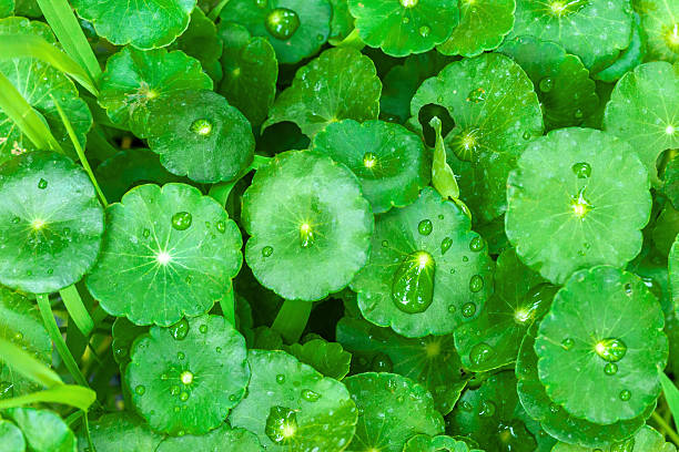 gotu kola leaves with water drops