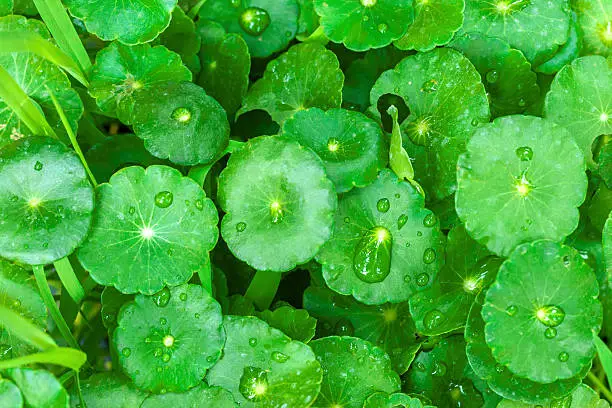gotu kola leaves with water drops, natural background
