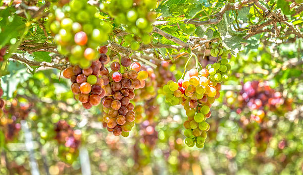 rouge vignoble au début du soleil - phan rang photos et images de collection