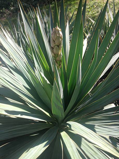 istock Yucca Plant with Flower Buds Growing in Sun. 520621920