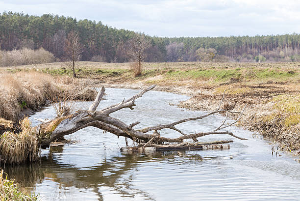 istock Dry tree fell across the river bed. 520622434