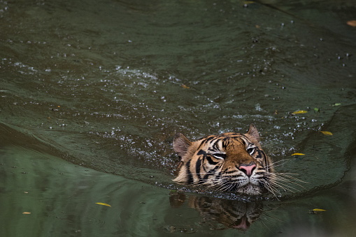 Sumatran Tiger just like the rest of tiger family loves the water.
