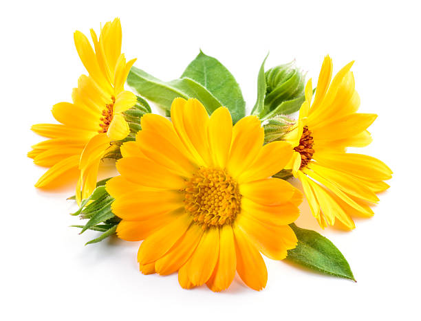 Calendula. Marigold flowers with leaves isolated on white Calendula. Marigold flowers with leaves isolated on white field marigold stock pictures, royalty-free photos & images