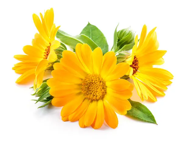 Photo of Calendula. Marigold flowers with leaves isolated on white