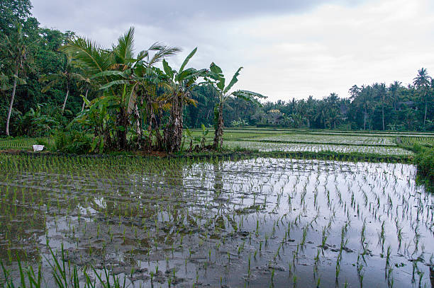 istock Rice Field Organic farming 520622846