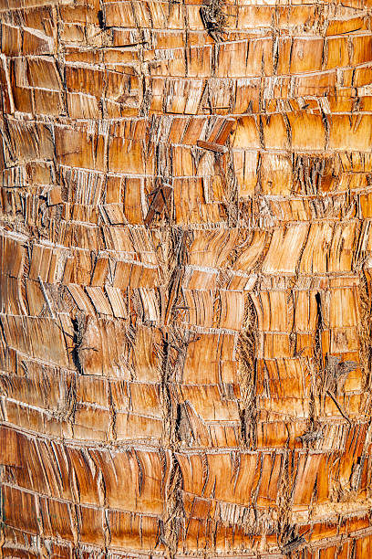 istock Rough brown palm tree wood bark natural texture background. 520623275